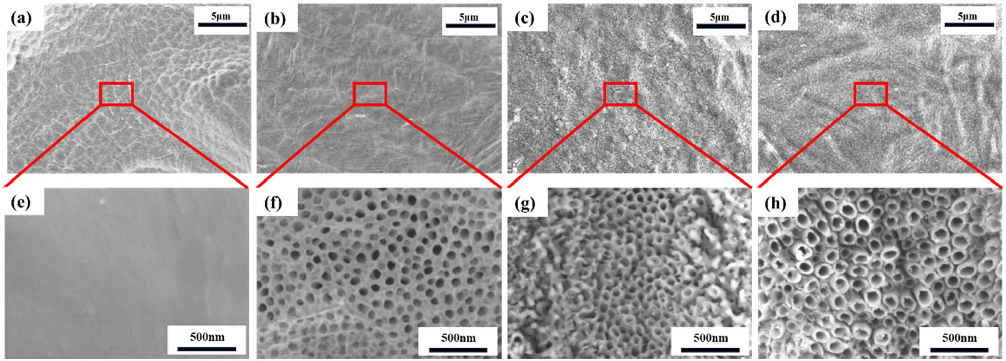 Figure 6
Morphology of nanotubes formed after anodization at a voltage of 60 V for varying durations: (a) low-magnification appearance of unanodized sample, (b) low-magnification appearance after 15 min of anodic oxidation, (c) low-magnification appearance after 30 min of anodic oxidation, (d) low-magnification appearance after 1 h of anodic oxidation, (e) micro-surface morphology of unanodized sample, (f) micro-surface morphology after 15 min of anodic oxidation, (g) micro-surface morphology after 30 min of anodic oxidation, and (h) micro-surface morphology after 1 h of anodic oxidation.