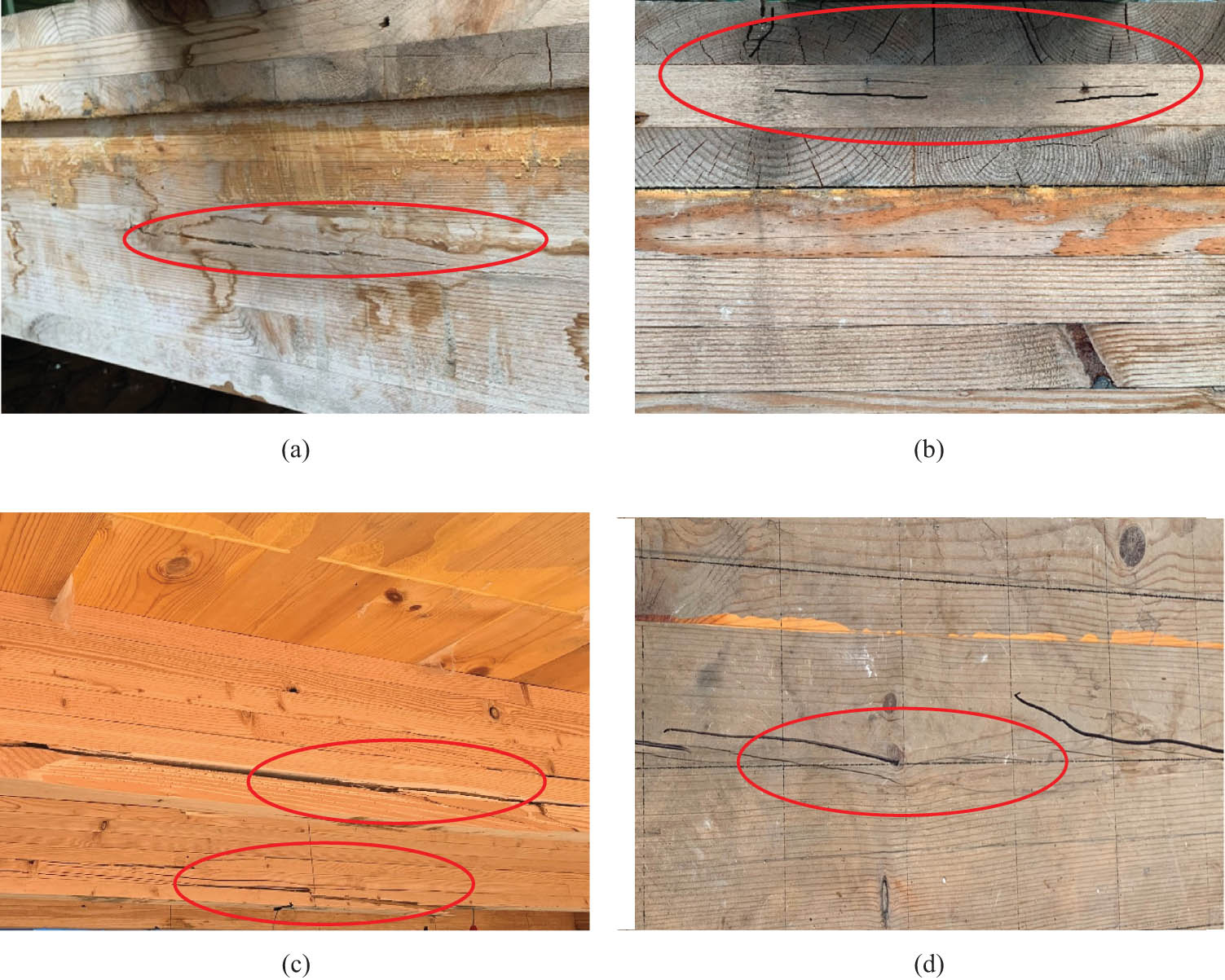 Figure 5 
                  Test phenomenon and failure mode of composite floor. (a) Cracks at the edge of glulam beam. (b) Cracks at the side of CLT flange. (c) Tensile fracture of glulam beam. (d) Longitudinal crack at the top of CLT flange.
               