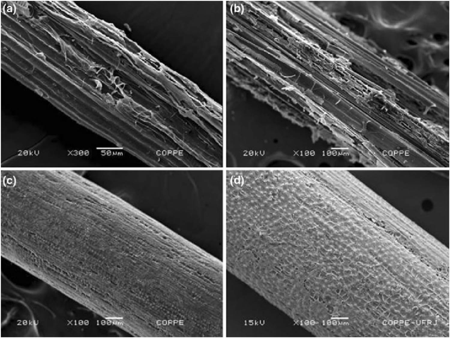 Figure 12 
                  SE micrographs of natural lignocellulosic fibers: (a) sisal, (b) bamboo, (c) coir, and (d) piassava. Adopted from ref. [220] with permission. Copyright ASM 2011. (Open Access CC by-NC 2.0).
               