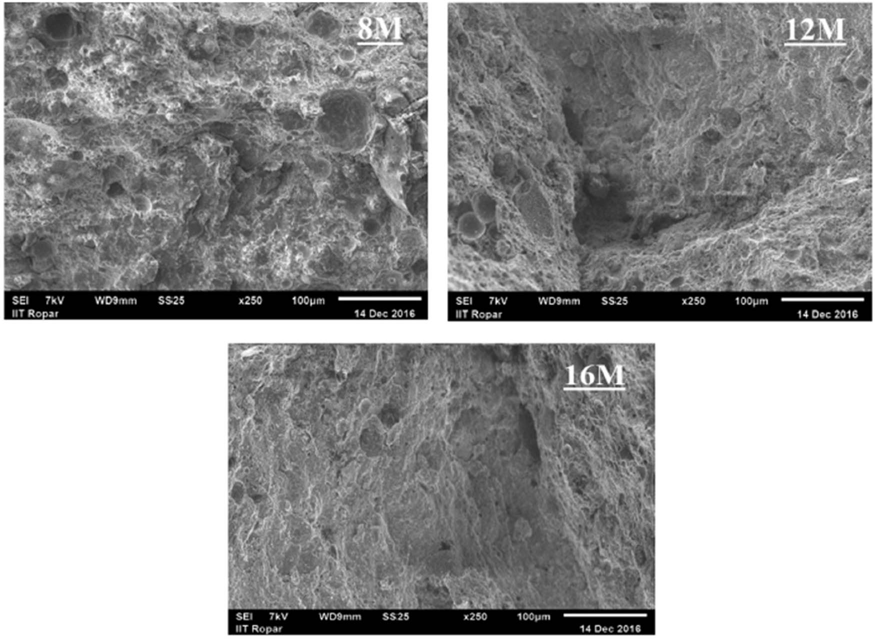 Figure 10 
                  SEM images of GPC with Alccofine at 8, 12, and 16 M [15].
               