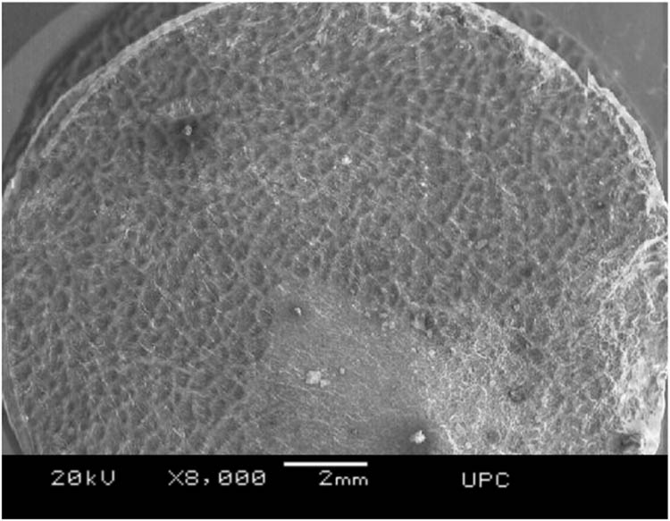 Figure 9 
               Surface oxide morphology and composition after polarization test.