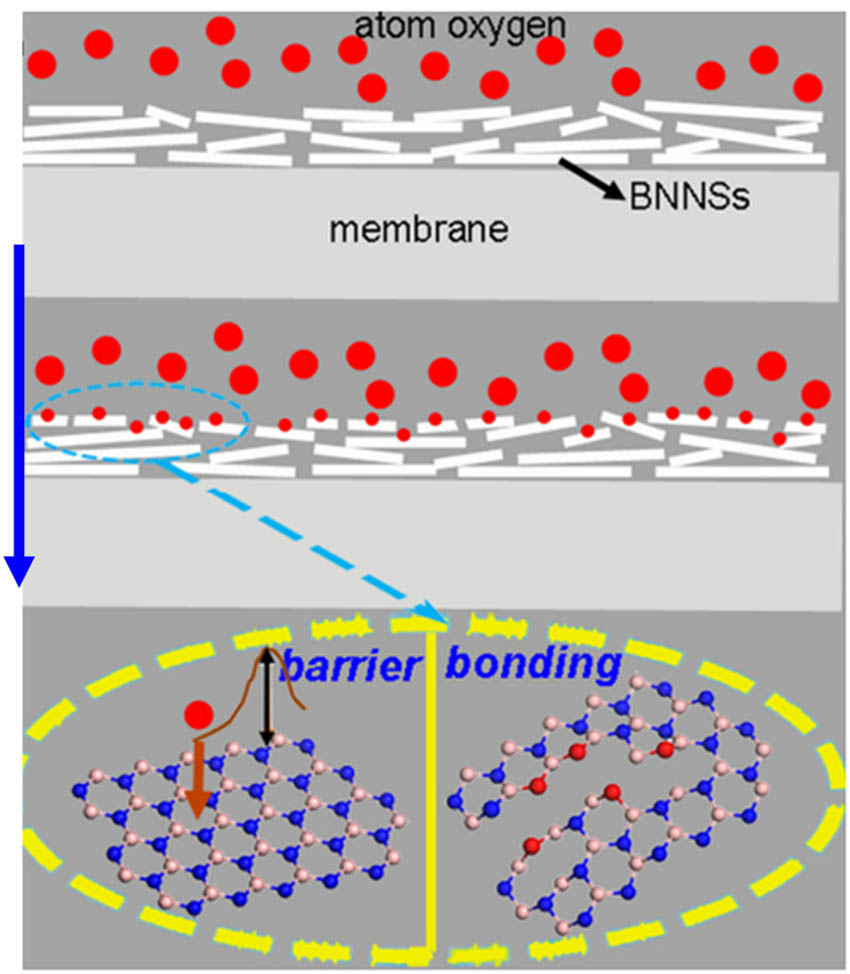 Figure 2 
                     Illustration of the mechanism where BNNS coating can shield the polymer from oxygen-atom corrosion [59].
                  