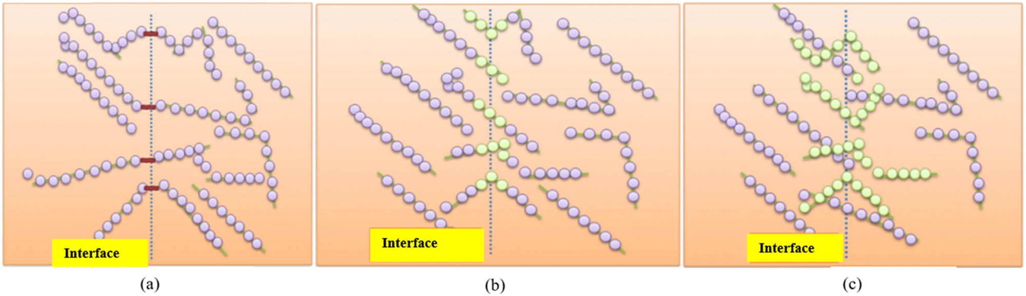 Figure 15 
                  A graphical representation of the interface of the polymer–polymer bonding processes: (a) molecular bonding, (b) chain interdiffusion, and (c) chain entanglements [206].
               