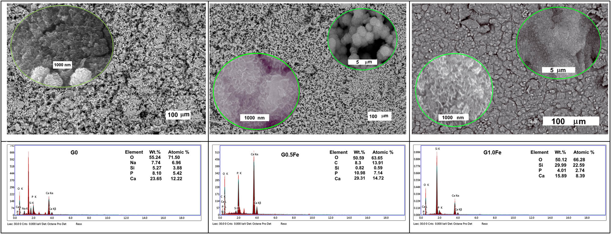 Figure 7
SEM images and EDX analysis of G0, G0.5Fe, and G1.0Fe glasses sintered at 1200°C and soaked in SBF for a month.