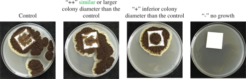 Figure 1: Example of colony diameter for Aspergillus niger.