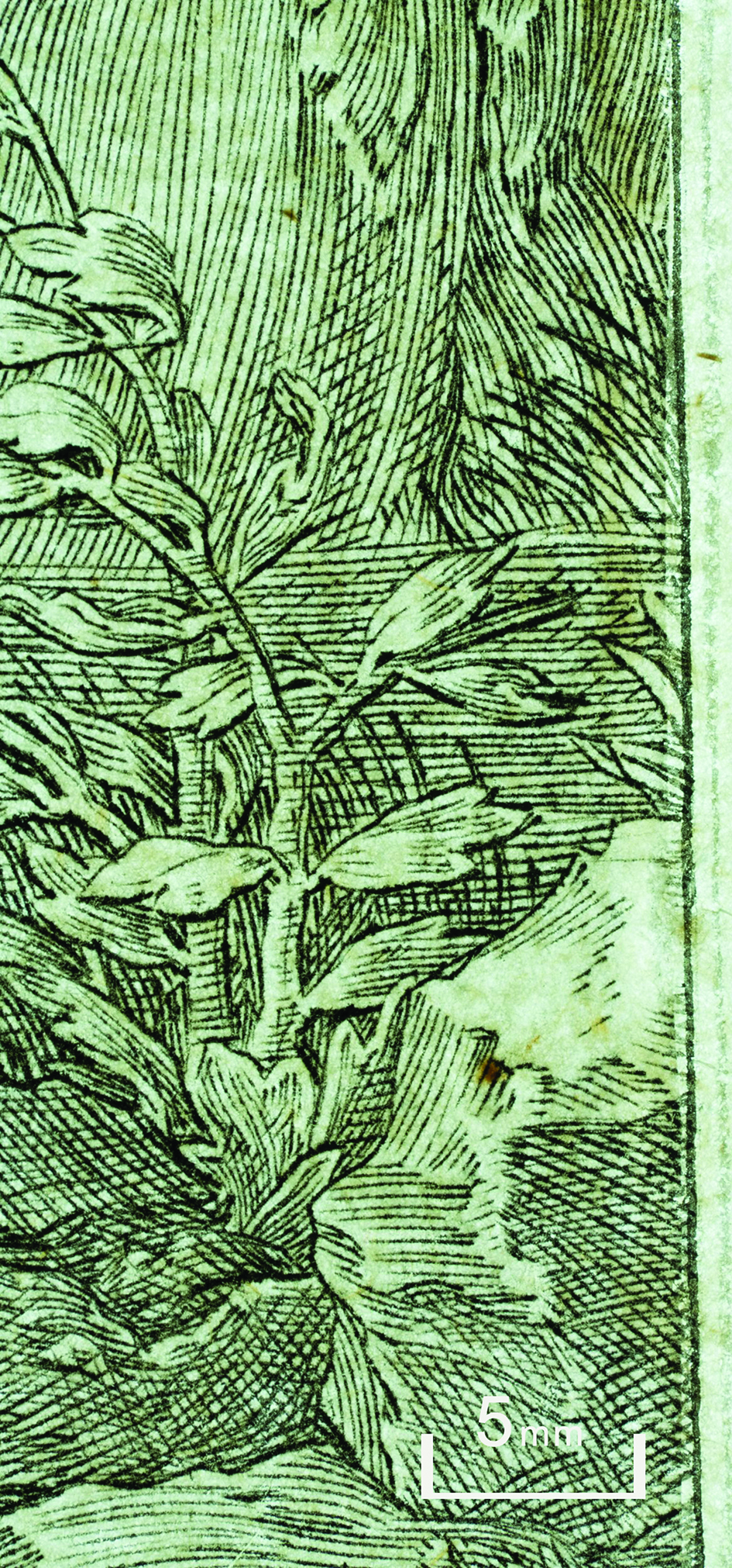 Figure 4: Lucas van Leyden: Adam and Eve with Cain, inv. no. 67727 D, detail of the right margin (transmitted light): The lighter mending paper can be clearly distinguished from the original paper. The image is retouched with black ink, the platemark is imitated with pencil.