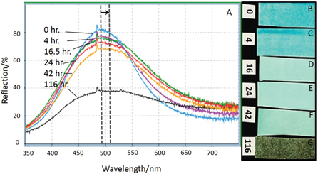 Figure 6: (Left, A) UV-Vis data for neutral verdigris (Kremer) in gum Arabic on white Whatman No. 1 filter paper, showing a consistent shift in the reflectance maximum from ~490 to ~510 nm and broadening when aged 0–42 hr. as it converts to basic verdigris; black tenorite forms overall by 116 hours. NB: small sharp peaks are artifacts from subtraction of reference. (Right, B-F) neutral verdigris (Kremer) in gum Arabic on Whatman No. 1 drawn-down paint film samples after different intervals of artificial aging at 50 °C and 65 % RH, showing the measured color shifts.