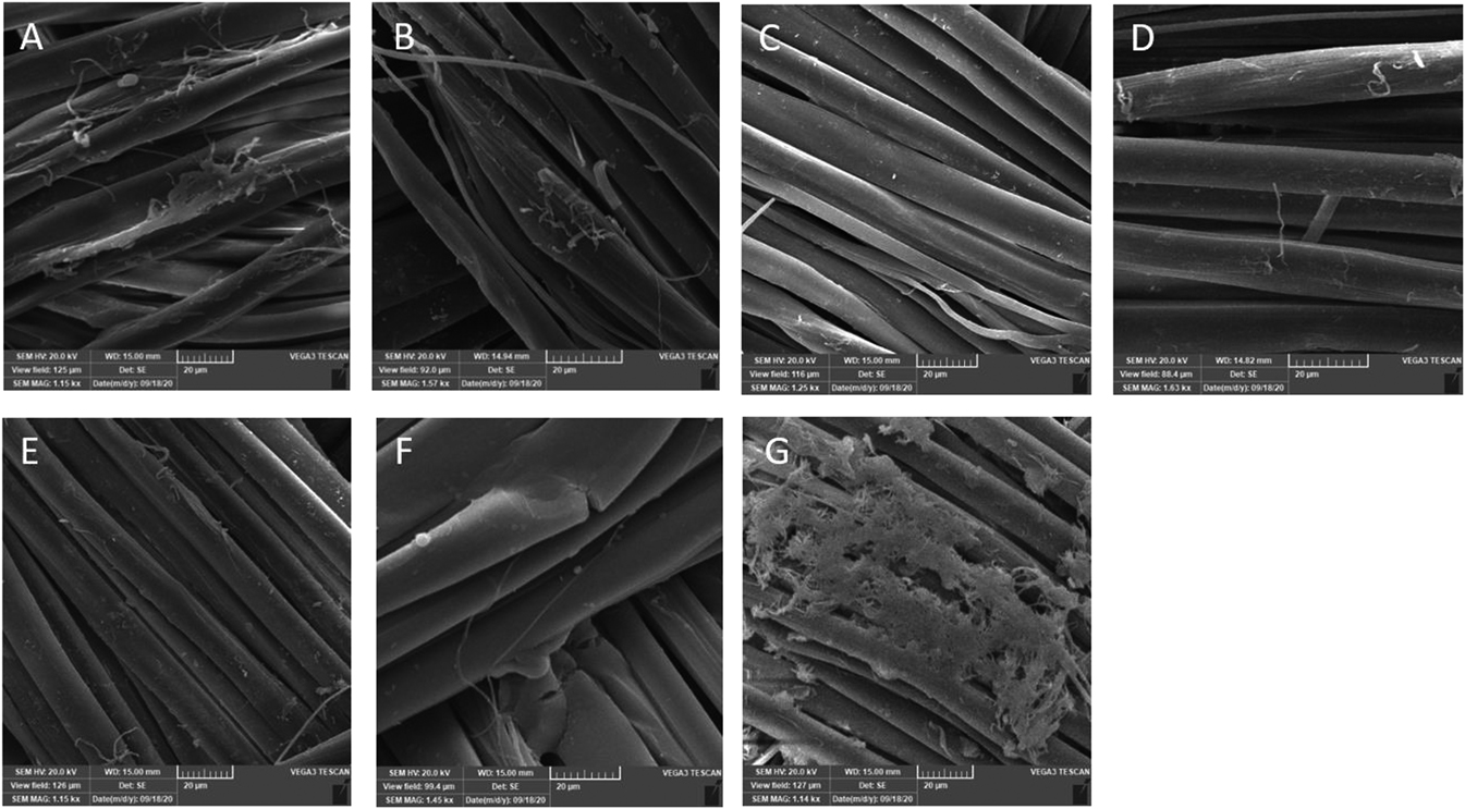 Figure 9: Fibre damage observed by scanning electron microscope. (a) Doped with Fe2+; (b) Doped with Fe2+ – moist heat; (c) MMMK – moist heat; (d) Phytate – moist heat; (e) Phytate + MMMK – moist heat; (f) TBABr – moist heat; (g) Cys2 – moist heat.