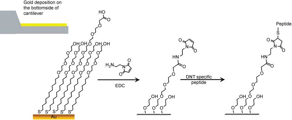Figure 8 Schematic diagram of the surface functionalization process used to immobilize the DNT-specific peptides for gas phase DNT detection. Reproduced with permission from Hwang et al. (2011).