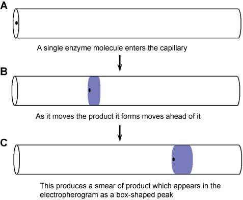 Figure 2 Continuous flow assay protocol. A capillary was continuously electrophoretically flushed with substrate containing very dilute enzyme. (A) An enzyme molecule enters the capillary. Enzyme concentration is such that individual molecules will enter the capillary, on average, several centimeters apart. (B) The enzyme molecule continuously forms the product, DDAO, from the substrate. DDAO has a higher net velocity than the enzyme molecule that produced it. As such, the newly formed DDAO molecules move ahead of the enzyme molecule. This starts to produce a smear of DDAO in advance of the enzyme molecule. (C) Once the enzyme molecule has reached the end of the capillary, a relatively wide smear of DDAO has formed. The peak widths are used to determine the electrophoretic mobilities of each enzyme molecule and the peak areas to determine the catalytic rate.