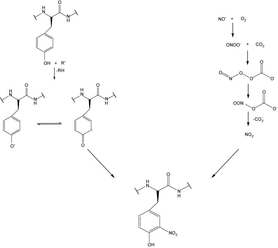 Figure 1 Chemical reactions describing the formation of 3NT.