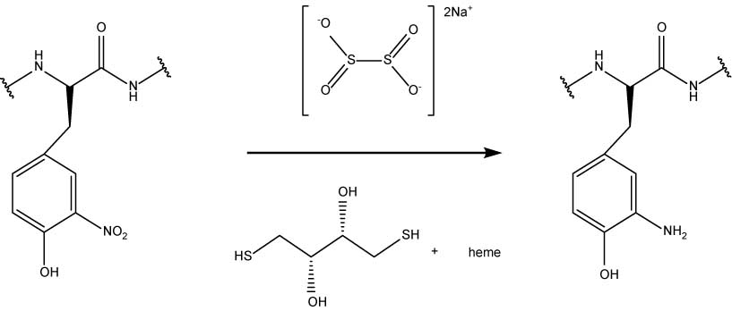 Figure 2 Reactions demonstrating the reduction of 3NT to 3AT using sodium dithionite or DTT in the presence of heme.