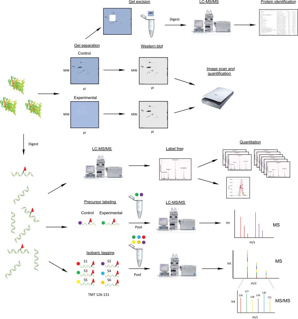 Figure 3 Schematic of general workflows for quantitative proteomic studies of nitrated proteins. Note that 3NT sites are identified by triangles.