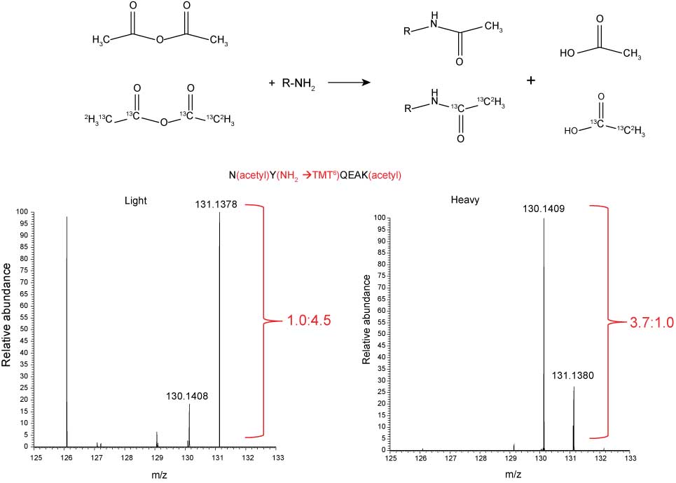 Figure 6 Chemical reaction of peptide primary amines with acetic anhydride (top). Example higher-energy collisional dissociation MS/MS spectra (zoom-in of lower m/z region) of BSA peptide whereby light (bottom left) and heavy (13C2, 2H3) (bottom right) peptide mixtures were tagged with TMT reagents that generate reporter ions at m/z 130 and 131. Theoretical ratios should be 1:4 and 4:1 (m/z 130:131) for light and heavy peptides, respectively.