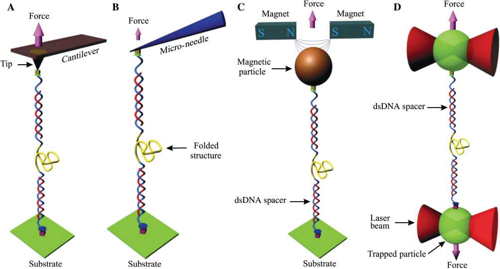 Figure 2 Schematic of commonly used single-molecule methods for mechanical unfolding and refolding of biomolecules. A biomolecule of interest (yellow) is sandwiched between two spacers, dsDNA for example, which can be tethered between two immobilized surfaces by affinity interactions or covalent linkages in AFM (A), microneedle (B), magnetic tweezers (C), or laser tweezers (D) instrument. When a tension is applied to stretch the tethered molecule, the biomolecule of interest is unfolded at a certain force. Reducing the tension allows refolding of the biomolecule. This unfolding-refolding process can be repeated many times until the tether is detached from the surfaces. To observe multiple unfolding and refolding events, the surface attachment should be stronger than the unfolding force (Frupture) of the structure formed in the biomolecule.