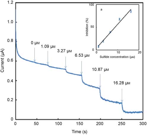 Figure 2 Amperometric response of coprinus cinereus peroxidase (CIP) biosensor for different concentrations of sulfide at -150 mV versus Ag/AgCl in 0.1 m phosphate buffer (pH 6.5) solution containing 0.6 mm H2O2 and 1.25 mm of hydroquinone. Inset (A): calibration curve for sulfide determination with CIP inhibition sensor.