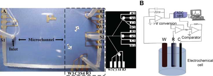 Figure 5 (A) Image of capillary electrophoresis-amperometric detection (CE-AD) microchip showing microchannel engraved in polydimethylsiloxane (PDMS) mold, sample reservoirs, silicon tubes carrying sample and NaOH solution into the microchannel, gold microelectrodes (W1-3=working; C1-3=counter; R1-3=reference; S1-4=separation electrodes); and (B) schematics for electronic circuit and the operation of the in-house built dual potentiostat.
