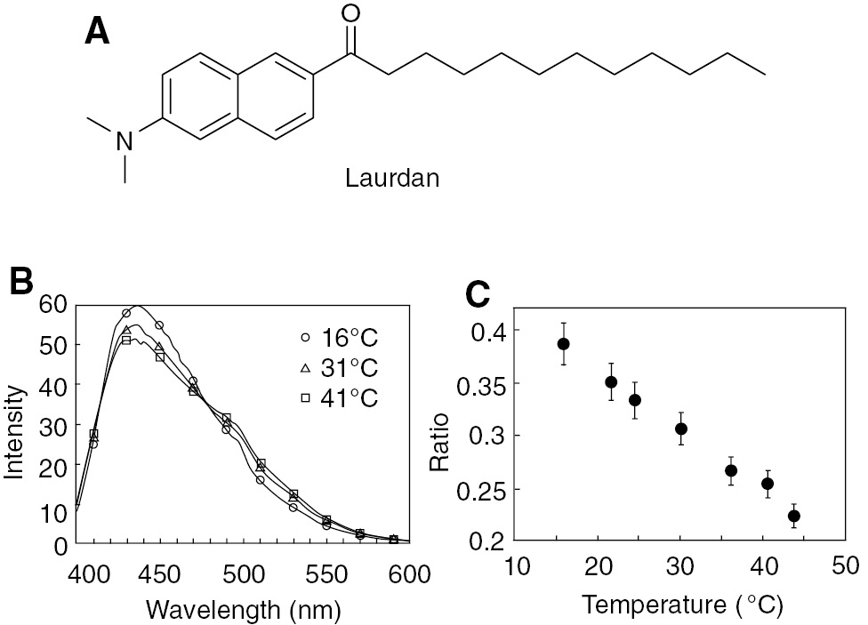 Figure 2: Temperature-sensitive fluorescence of laurdan located in the plasma membrane.(A) Chemical structure of laurdan. (B) Fluorescence spectra of laurdan located in the plasma membrane of living CHO cells in suspension (λex=365 nm). (C) Relationship between the ratios calculated from the fluorescence intensities (FIs) and the temperature of CHO cells. The ratio value equals (FI at 440 nm – FI at 490 nm)/(FI at 440 nm+FI at 490 nm). Reproduced with permission from Chapman et al. (1995). Copyright 1995 John Wiley and Sons.