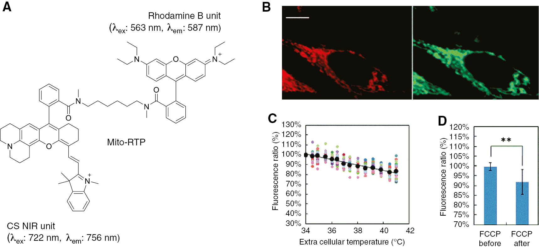 Figure 4: Measurement of mitochondrial temperature using Mito-RTP.(A) Chemical structure of Mito-RTP that consists of rhodamine B and CS NIR units. (B) Localization of Mito-RTP. Fluorescence images of Mito-RTP (left) and mito-tracker green (right). Scar bar=5 μm. (C) Temperature-dependent fluorescence intensity ratio (rhodamine B unit/CS NIR unit) of Mito-RTP in living HeLa cells. The colored and black markers represent individual measurements (n=26) and their averages, respectively. (D) Change in the fluorescence intensity ratio as a function of chemical stimuli using FCCP. **p=8.1×10−5 using Student’s t-test before (−90 s) and after (330 s) addition of FCCP. Reproduced with permission from Homma et al. (2015). Copyright 2015 Royal Society of Chemistry.