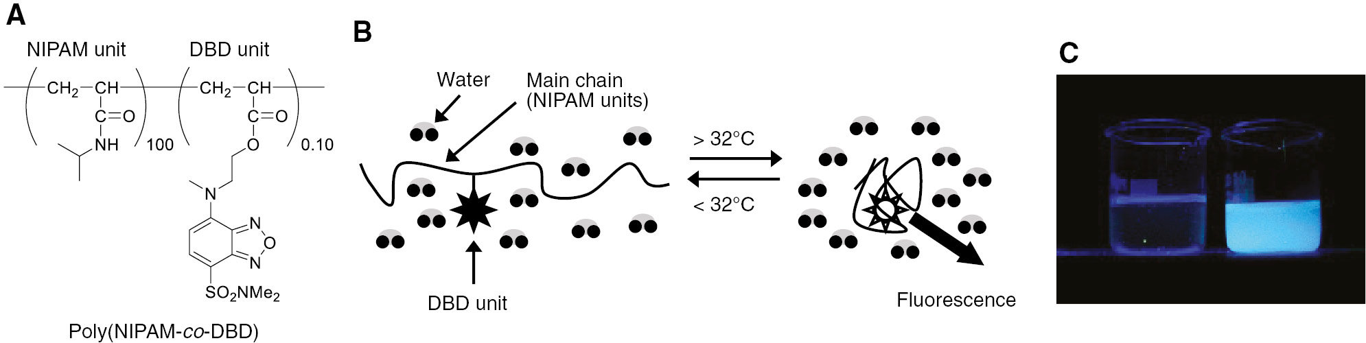 Figure 5: Highly sensitive fluorescent polymeric thermometer.(A) Chemical structure of poly(NIPAM-co-DBD). (B) Functional mechanism of poly(NIPAM-co-DBD). (C) Fluorescence photograph of poly(NIPAM-co-DBD) (Mw=39,400, Mn=27,600, Mw/Mn=1.43) in water (left: cold, right: hot).