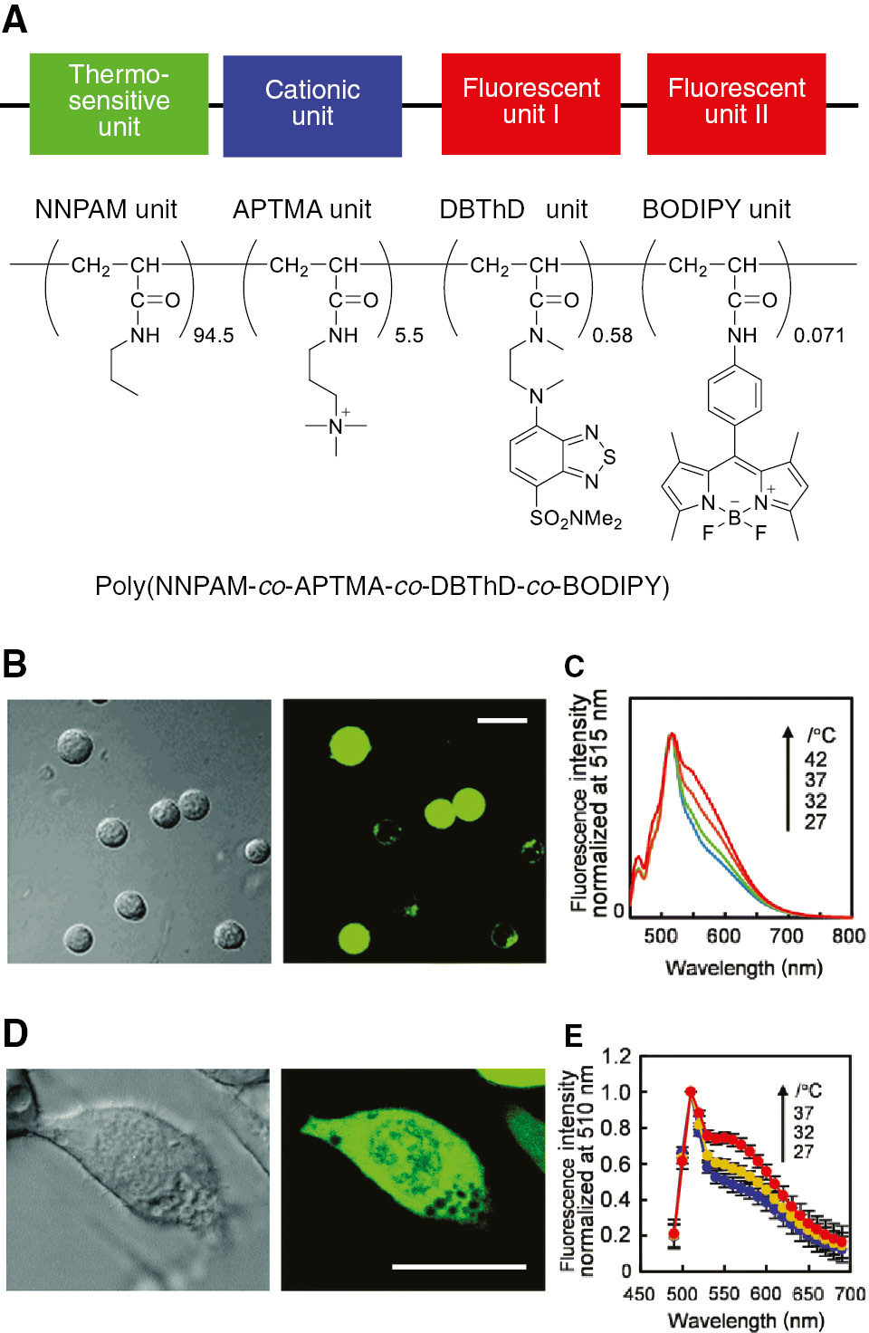 Figure 6: Intracellular thermometry of living mammalian cells using ratiometric poly(NNPAM-co-APTMA-co-DBThD-co-BODIPY) (Mw=20,300, Mn=10,800, Mw/Mn=1.88).(A) Chemical structure of poly(NNPAM-co-APTMA-co-DBThD-co-BODIPY). (B) Representative images of MOLT-4 cells treated with poly(NNPAM-co-APTMA-co-DBThD-co-BODIPY). Differential interference contract (DIC) image (left) and confocal fluorescence image (right). Scar bar=20 μm. (C) Fluorescence spectra of poly(NNPAM-co-APTMA-co-DBThD-co-BODIPY) in living MOLT-4 cells at 27, 32, 37, and 42°C (λex=458 nm). (D) Representative images of HEK293T cells treated with poly(NNPAM-co-APTMA-co-DBThD-co-BODIPY). DIC image (left) and confocal fluorescence image (right). Scar bar=20 μm. (E) Averaged fluorescence spectra of poly(NNPAM-co-APTMA-co-DBThD-co-BODIPY) in a single HEK293T cell (n=9, mean±SD) at 27, 32, and 37°C (λex=473 nm). Reproduced with permission from Uchiyama et al. (2015). Copyright 2015 Royal Society of Chemistry.