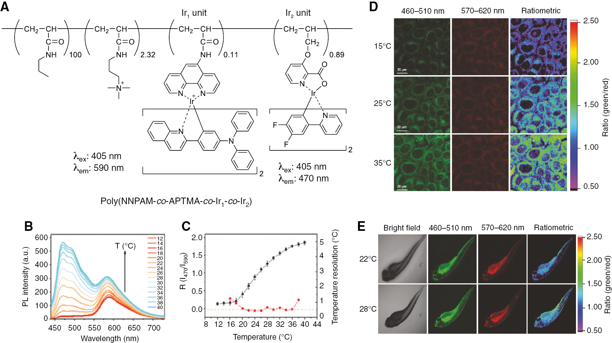 Figure 7: In vivo temperature sensing using poly(NNPAM-co-APTMA-co-Ir1-co-Ir2) (Mw=20,700, Mn=10,100, Mw/Mn=2.05).(A) Chemical structure of poly(NNPAM-co-APTMA-co-Ir1-co-Ir2). (B) Photoluminescence (PL) spectra of poly(NNPAM-co-APTMA-co-Ir1-co-Ir2) (0.01 w/v%) in a PBS buffer (pH 7.4) (λex=405 nm). (C) Temperature-dependent photoluminescence intensity ratio at 470 and 590 nm [R(I470/I590), black, left axis] in a PBS buffer (pH 7.4) and corresponding temperature resolution (red, right axis). (D) Phosphorescence images of living HeLa cells that were labeled with poly(NNPAM-co-APTMA-co-Ir1-co-Ir2) (left and center) and the corresponding ratiometric images (right) (λex=405 nm). (E) Bright field images (leftmost), phosphorescence images (second and third from the left, λex=405 nm), and the corresponding ratiometric images (rightmost) of living zebrafish larva after microinjection of poly(NNPAM-co-APTMA-co-Ir1-co-Ir2). Reproduced with permission from Chen et al. (2016). Copyright 2016 John Wiley and Sons.