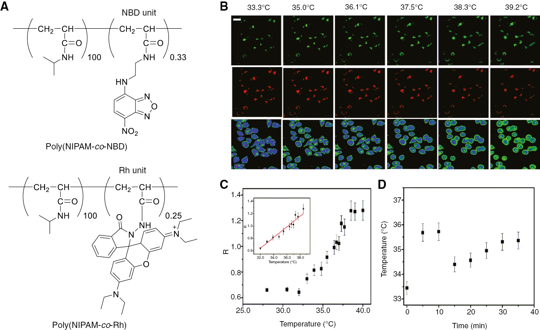 Figure 8: Intracellular thermometry of living HeLa cells with a combination of two poly(NIPAM) copolymers.(A) Chemical structures of poly(NIPAM-co-NBD) (Mn=11,062) and poly(NIPAM-co-Rh) (Mn=9896). (B) Fluorescence images of poly(NIPAM-co-NBD) and poly(NIPAM-co-Rh) in living HeLa cells at different temperatures. The images in the first row and the second row were collected in the range of 510–560 nm and 570–670 nm, respectively. The images in the third row were of the ratio of the first and second images. Scar bar=20 μm. (C) Temperature-dependent fluorescence intensity ratio (R) obtained from the images shown in panel B. Inset: Calibration line for intracellular thermometry. (D) Change in intracellular temperature of HeLa cells after the chemical stimuli with FCCP. Reproduced with permission from Qiao et al. (2014). Copyright 2014 Royal Society of Chemistry.