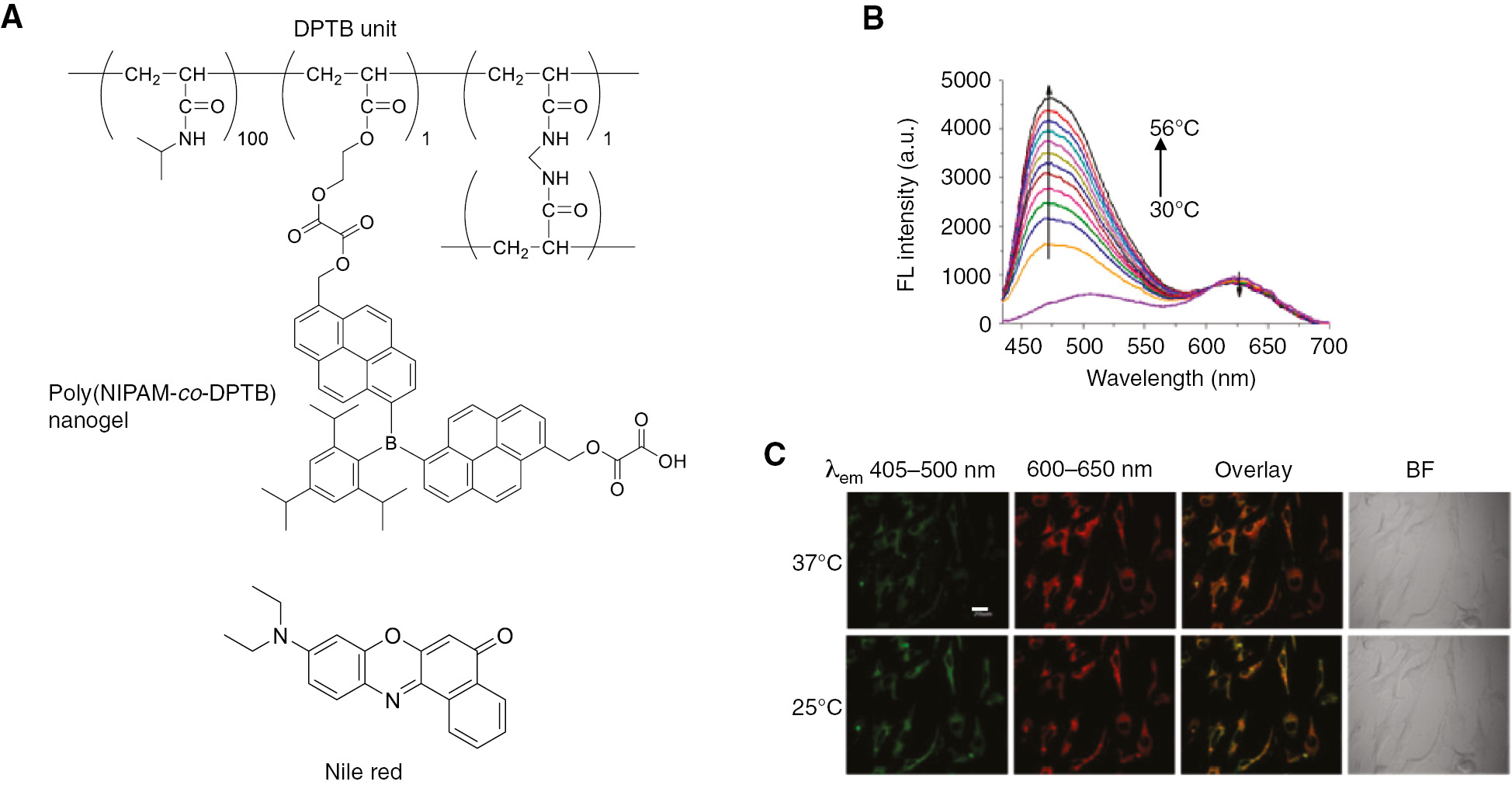 Figure 9: Ratiometric temperature sensing system composed of poly(NIPAM-co-DPTB) nanogel and Nile red.(A) Chemical structures of poly(NIPAM-co-DPTB) nanogel and Nile red. (B) Fluorescence spectra of a mixture of poly(NIPAM-co-DPTB) nanogel and Nile red in water (0.5 mg/ml in total) (λex=405 nm). (C) Confocal fluorescence images (leftmost and second), their overlay images (third from the left), and bright field (BF) images (rightmost) of NIH/3T3 cells labeled with poly(NIPAM-co-DPTB) nanogel and Nile red (λex=405 nm). Reproduced with permission from Liu et al. (2015). Copyright 2015 American Chemical Society.