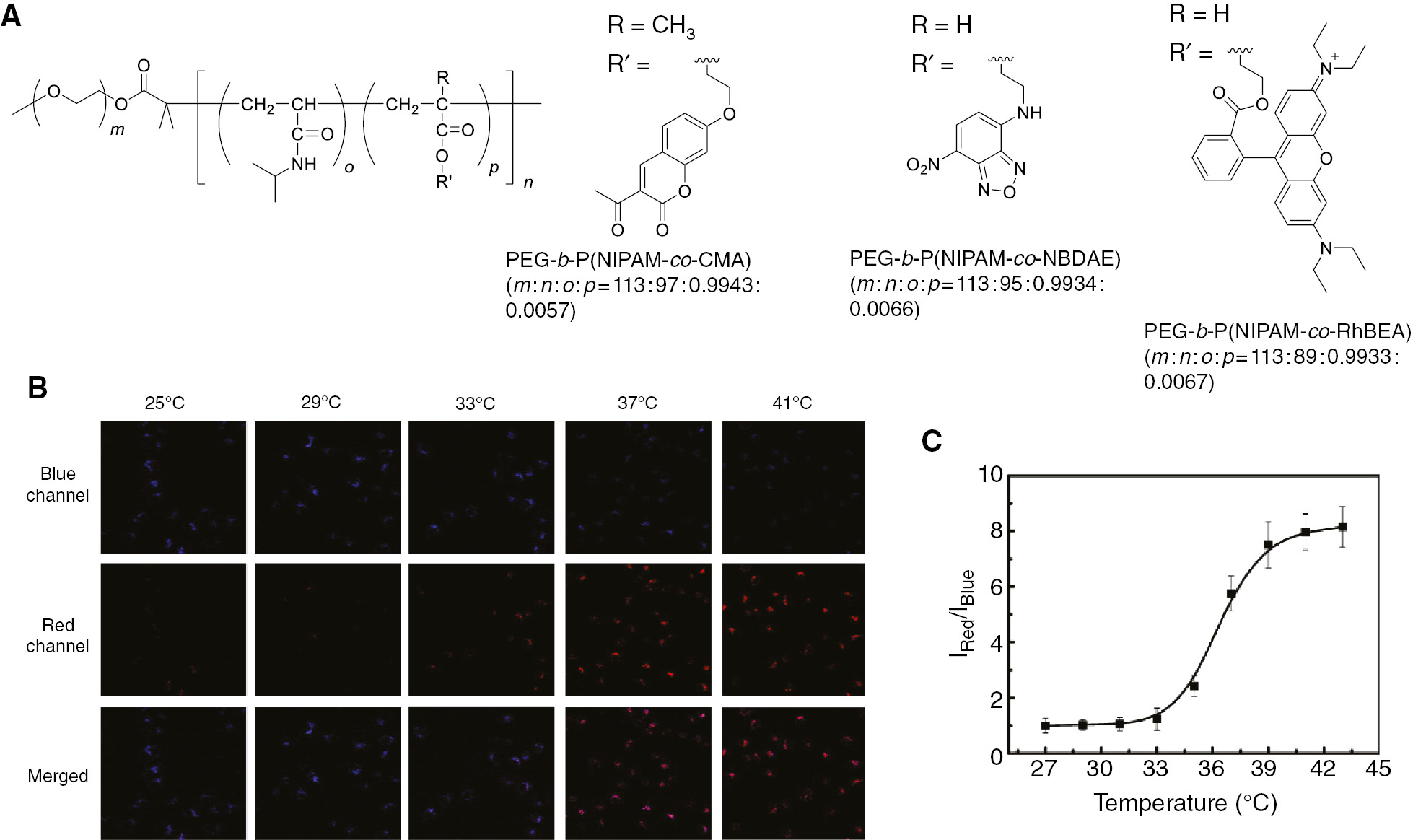 Figure 10: FRET-based ratiometric fluorescent thermometers for intracellular thermometry.(A) Chemical structures of PEG-b-P(NIPAM-co-CMA) (Mn=15.4 kDa), PEG-b-P(NIPAM-co-NBDAE) (Mn=15.8 kDa) and PEG-b-P(NIPAM-co-RhBEA) (Mn=14.9 kDa). (B) Confocal fluorescence images of HepG2 cells incorporating the three polymeric thermometers (blue channel: 410–450 nm, red channel: 565–605 nm) and their merged images at different temperatures (λex=405 nm). (C) Relationship between the fluorescence intensity ratio of the two channels (IRed/IBlue) and the temperature. Reproduced with permission from Hu et al. (2015). Copyright 2015 American Chemical Society.