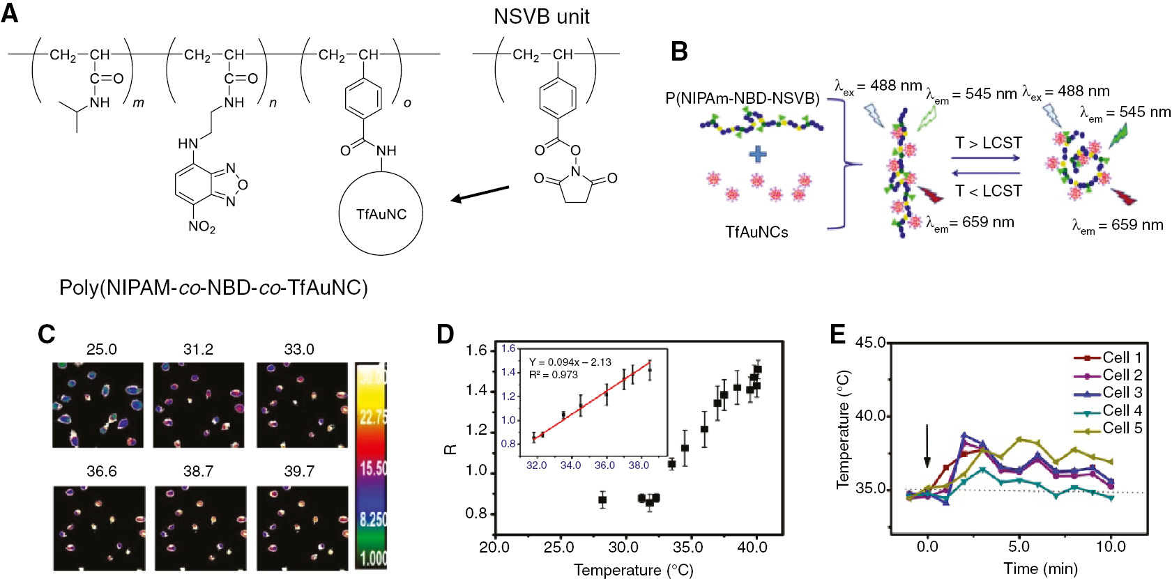 Figure 11: Intracellular thermometry of living HeLa cells using poly(NIPAM-co-NBD-co-TfAuNC).(A) Chemical structures of poly(NIPAM-co-NBD-co-TfAuNC) and NSVB units. (B) Schematic representation of the function of poly(NIPAM-co-NBD-co-TfAuNC). When heated at temperatures higher than the lower critical solution temperature (LCST), the three-dimensional structure of poly(NIPAM-co-NBD-co-TfAuNC) changes from an open form to a globular form. (C) Emission ratio images of the emission intensities of poly(NIPAM-co-NBD-co-TfAuNC) at 510–560 nm and 570–670 nm in HeLa cells at 25.0, 31.2, 33.0, 36.6, 38.7, and 39.7°C (λex=488 nm). (D) Temperature-dependent emission intensity ratio (R) in a single HeLa cell (n=5, mean±SD). Inset: calibration line for intracellular thermometry of HeLa cells using poly(NIPAM-co-NBD-co-TfAuNC). (E) Changes in intracellular temperature after the chemical stimuli with an ionomycin calcium complex solution (1 μm) that induces a Ca2+ burst into cells. Reproduced with permission from Qiao et al. (2015). Copyright 2015 American Chemical Society.