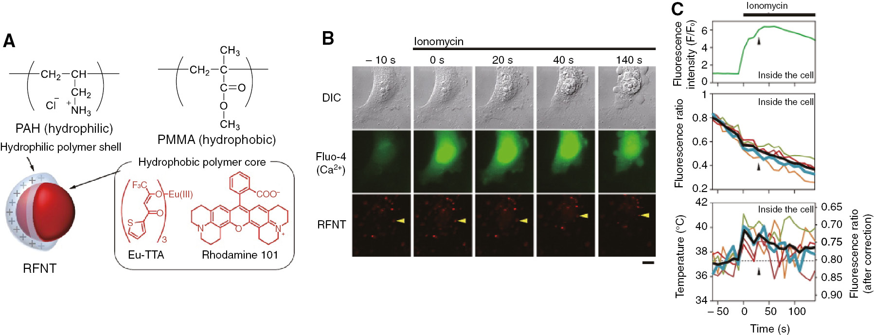 Figure 13: Intracellular thermometry of living HeLa cells using a ratiometric fluorescent nanothermometer (RFNT) containing Eu-TTA and rhodamine 101.(A) Structure of the RFNT. The hydrophilic shell and hydrophobic core were composed of PAH and poly(methyl methacrylate) (PMMA), respectively. (B) Time lapse imaging of DIC, Fluo-4 (indicating Ca2+ ion), and rhodamine 101 in the RFNT after application of the ionomycin-Ca2+ complex. (C) Time courses of the fluorescence intensity of Fluo-4 (top), the fluorescence intensity ratio (Eu-TTA/rhodamine 101) of the RFNT (middle), and the evaluated temperature using the fluorescence ratio corrected by cancelling the photobleaching effects. Reproduced with permission from Takei et al. (2014). Copyright 2014 American Chemical Society.