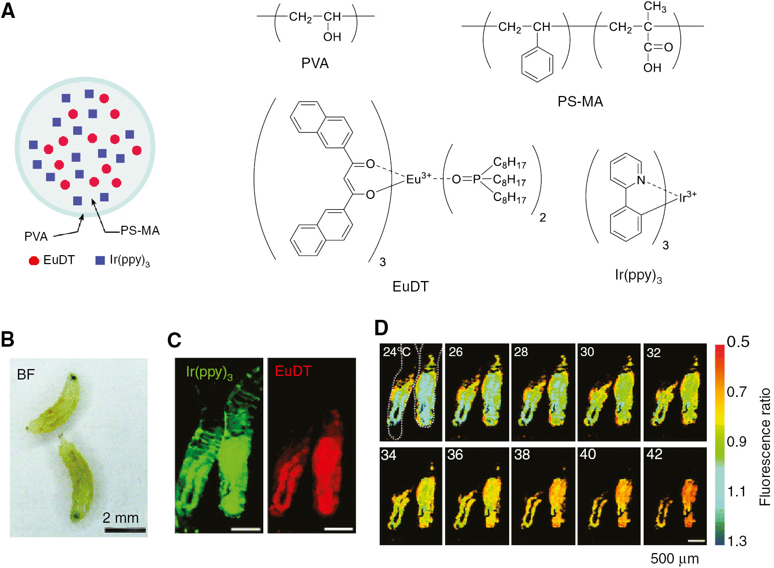 Figure 14: Thermography of fruit fly larvae using polystyrene-based ratiometric fluorescent nanoparticle thermosensor (PS-RNT).(A) Schematic illustration of PS-RNT and the chemical structures of the components of PS-RNT (i.e. PVA, PS-MA, EuDT, and Ir(ppy)3). (B) Bright field (BF) image of two fruit fly larvae. (C) Fluorescence images of fruit fly larvae obtained under a fluorescence stereomicroscope (λex=405–410 nm). The fruit fly larvae were orally dosed with PS-RNT. Left: Ir(ppy)3 channel (λem=520–560 nm). Right: EuDT channel (λem=615–624 nm). Scar bar=500 μm. (D) Thermography of fruit fly larvae using the emission intensity ratio [EuDT/Ir(ppy)3]. Scar bar=500 μm. Reproduced with permission from Arai et al. (2015). Copyright 2015 Royal Society of Chemistry.