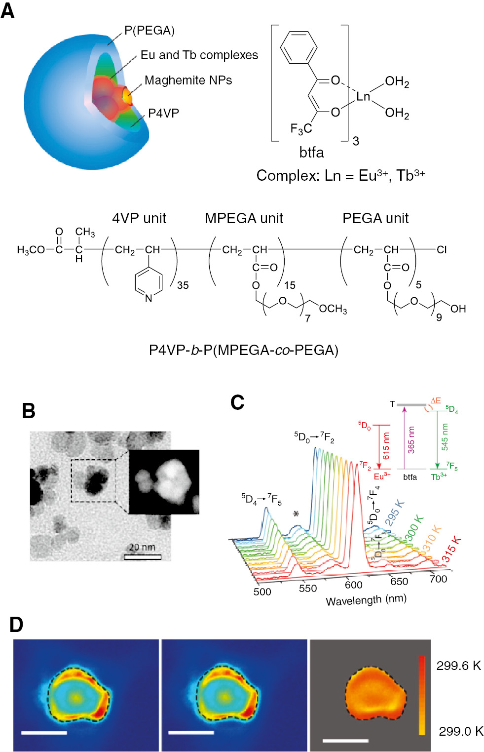 Figure 15: Intracellular temperature mapping of OK cells using maghemite multiparticle core-shell beads.(A) Schematic representation of a maghemite multiparticle core-shell bead and the chemical structures of its components. (B) TEM/STEM image of the maghemite multiparticle core-shell beads. (C) Emission spectra of the maghemite multiparticle core-shell beads dispersed in water (λex=365 nm). (D) Temperature mapping of an OK cell. Left: Eu3+ emission (λem=610 nm). Center: Tb3+ emission (λem=545 nm). Right: pseudocolored temperature map. The interrupted lines delineate the nucleus of the OK cell. Scar bar=10 μm. Reproduced with permission from Piñol et al. (2015). Copyright 2015 American Chemical Society.