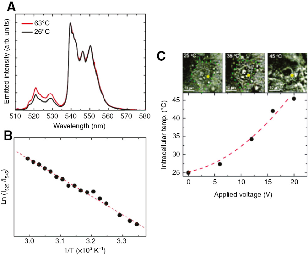 Figure 16: Intracellular temperature sensing using NaYF4:Er3+,Yb3+ nanoparticles.(A) Upconversion emission spectra of NaYF4:Er3+,Yb3+ nanoparticles in water (λex=920 nm). (B) Relationship between the emission intensity ratio at 525 and 545 nm [Ln(I525/I545)] and the temperature. (C) Optical transmission images of a HeLa cell at 25, 35, and 45°C (top) and intracellular temperature of the HeLa cell determined by the incorporated NaYF4:Er3+,Yb3+ nanoparticles as a function of the applied voltage (bottom). The temperature of the cell was varied using a metallic platform connected to a resistor by changing the applied voltage. Reproduced with permission from Vetrone et al. (2010). Copyright 2010 American Chemical Society.