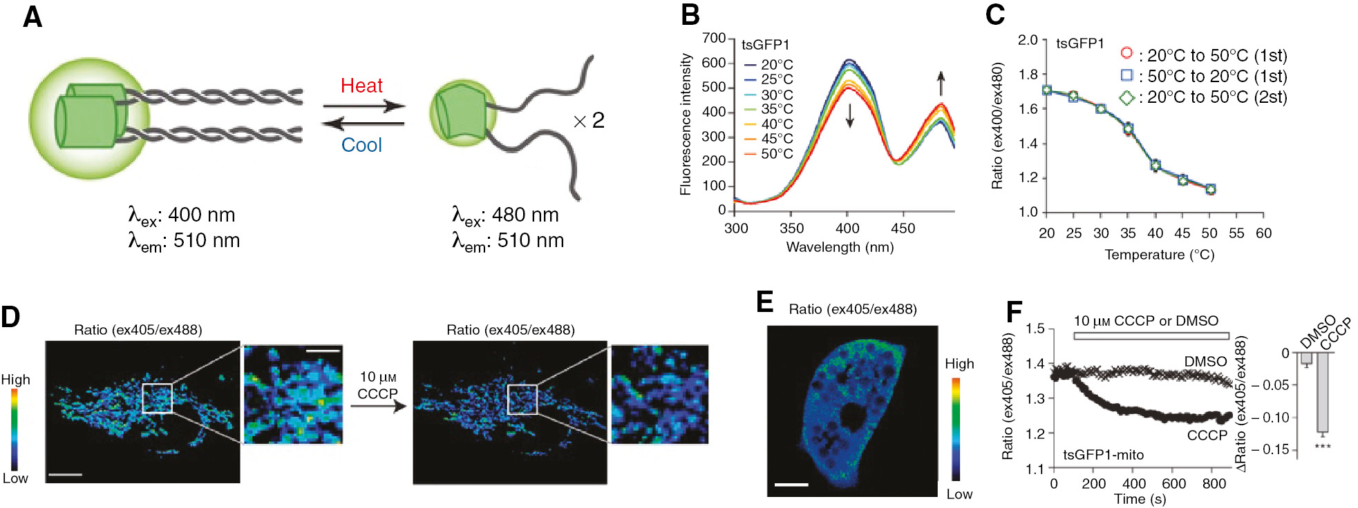 Figure 17: Monitoring of intracellular thermogenesis using a GFP-based thermometer tsGFP1.(A) Schematic diagram of tsGFP1, which consists of GFP (green) and coiled-coil regions of TlpA (gray). The tandem formation/deformation of the coiled-coil structure upon changes in the temperature resulting in a fluorescence change of tsGFP1. (B) Fluorescence excitation spectra of tsGFP1 in PBS (λem=510 nm). (C) Reversibility in the fluorescence intensity ratio of tsGFP1 in PBS. (D) Pseudocolor confocal images of the fluorescence intensity ratio in a HeLa cell expressing mitochondria-targeted tsGFP1 before and after treatment with CCCP. Scar bars=10 μm (entire image) and 3 μm (enlarged image). (E) Pseudocolor confocal images of the fluorescence intensity ratio in a brown adipocyte expressing mitochondria-targeted tsGFP1. Scar bar=10 μm. (F) Fluorescence responses of a single brown adipocyte to 10 μm CCCP (n=28) and DMSO control (n=24). Left: averaged time courses. Right: changes in the ratio value [Δratio(ex405/ex488)] after CCCP application (mean±SD). ***p=4.8×10−6 using Student’s t-test. Reproduced with permission from Kiyonaka et al. (2013). Copyright 2013 Macmillan Publishers Ltd.