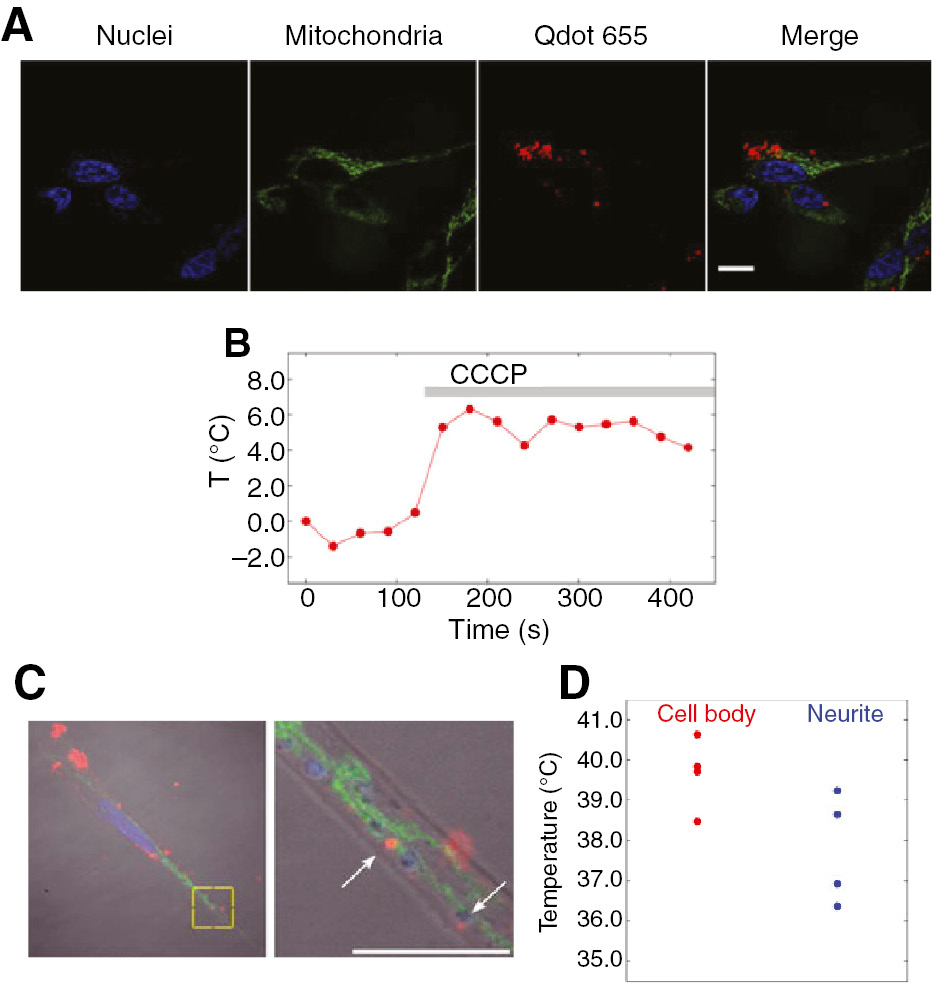 Figure 18: Intracellular thermometry of living cells using Qdot 655 nanocrystals.(A) Confocal fluorescence images of living SH-SY5Y cells labeling nuclei with Hoechst 33342 (blue) and mitochondria with Mito-Tracker Green FM (green) and incorporating quantum dots (red, λex=405 nm) and their merged image. Scar bar=20 μm. (B) Change in the temperature near a single Qdot 655 nanocrystal using chemical stimuli with 10 μm CCCP. (C) The merged images of Hoechst 33342 (blue), Mito-Tracker Green FM (green), Qdot 655 nanocrystals (red) and DIC in a neuronal cell. The right image is the enlarged image of the yellow square in the left image. Arrows point to the quantum dots. Scar bar=10 μm. (D) Temperature difference between the cell body (red) and the neurite (blue) in neuronal cells. The mean difference was 1.6°C (p-value=0.062). Reproduced from Tanimoto et al. (2016).