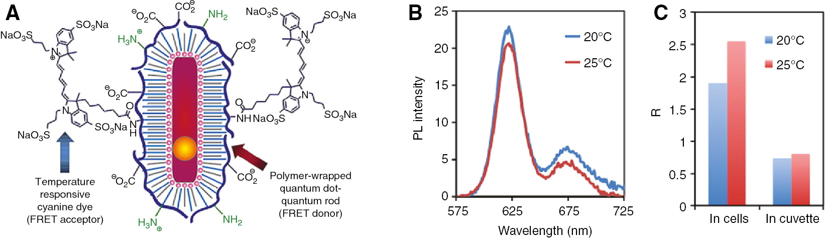 Figure 19: Quantum dot/quantum rod-based nanothermometer for intracellular thermometry.(A) Chemical structure of the nanothermometer. A red-emitting CdSe-CdS quantum dot/quantum rod semiconductor nanocrystal (center) was passivated with an amphiphilic polymer shell and a far-red emitting cyanine dye. (B) Photoluminescence (PL) spectra in living HeLa cells (λex=400 nm). (C) Photoluminescence intensity ratio (R=FI630−640/FI664−674) in living HeLa cells and a 100 mm bicarbonate buffer (pH 8.3). Reproduced with permission from Albers et al. (2012). Copyright 2012 American Chemical Society.