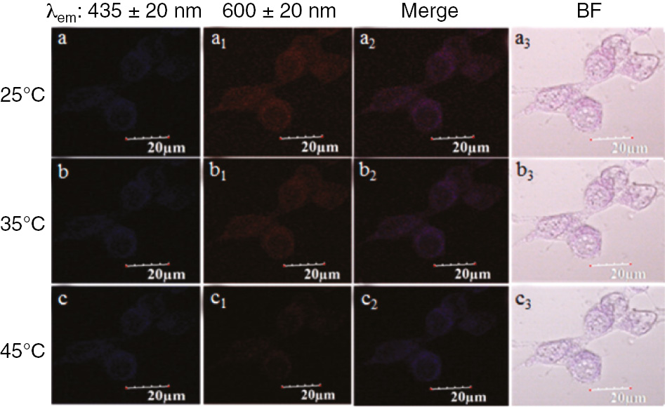Figure 20: Confocal fluorescence images, merged images and bright-field (BF) images of fixed 293T cells with internalized carbon dot/gold nanocluster hybrids at different temperatures (λex=365 nm). Reproduced with permission from Wang et al. (2016). Copyright 2016 American Chemical Society.