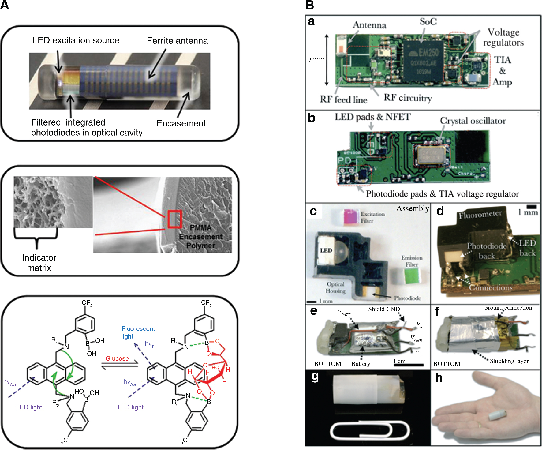 Figure 4: Wireless chemical sensors for healthcare applications.(A) Photograph of the implantable glucose sensor (top); scanning electron microscope (SEM) images of the glucose indicator hydrogel grafted onto the outside of the PMMA sensor encasement (middle); and chemical structure and glucose binding mode of indicator moiety (bottom). R2 shown in the figure denotes connectivity to the hydrogel backbone, whereas R1 represents a propionic acid side chain. Adapted from Mortellaro and DeHennis (2014). (B) Photographs of the capsular fluorometer. (A–B) Top and bottom of the assembled four-layer PCB that houses all electronic components. (C) Optical components and optical housing of the fluorometer. (D) Mounting of assembled optical sensor onto the PCB. (E) Complete device without encapsulation. (F) Device with electromagnetic shielding. Encapsulated fluorometer pictured next to a standard paperclip (G) and in the palm of a hand (H) (Nemiroski et al. 2015).