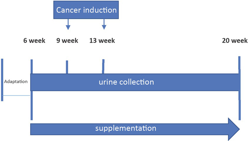 Figure 2 Scheme of the experimental procedure.
