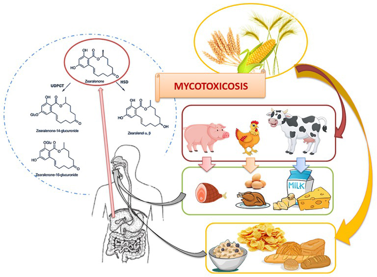 Figure 2 The infection pathway and zearalenone metabolism.