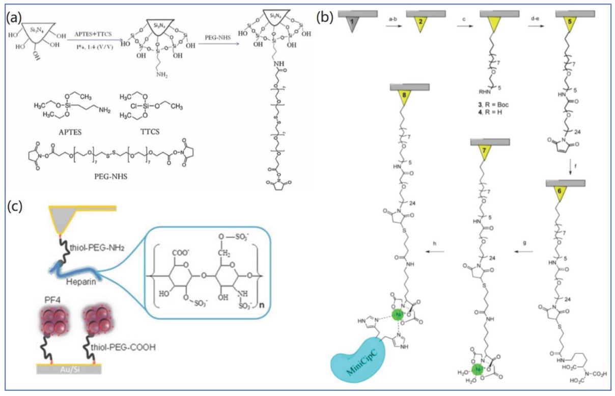 Figure 1 Typical methods of AFM tip functionalization for SMFS: (a) Functionalization of tip with APTES and then bifunctional NHS-PEG-NHS linker for binding NH2-containing biomolecules. Reprinted image with permission from Ref. [22], Copyright 2014, Royal Society of Chemistry. (b) Functionalization of Si3N4 tip with NHS-PEG-MAL linker. Reprinted image with permission from Ref. [32], Copyright 2015, American Chemical Society. (c) Functionalization of Au-coated AFM tip with thiol-containing linker. Reprinted image with permission from Ref. [33], Copyright 2017, Wiley VCH.