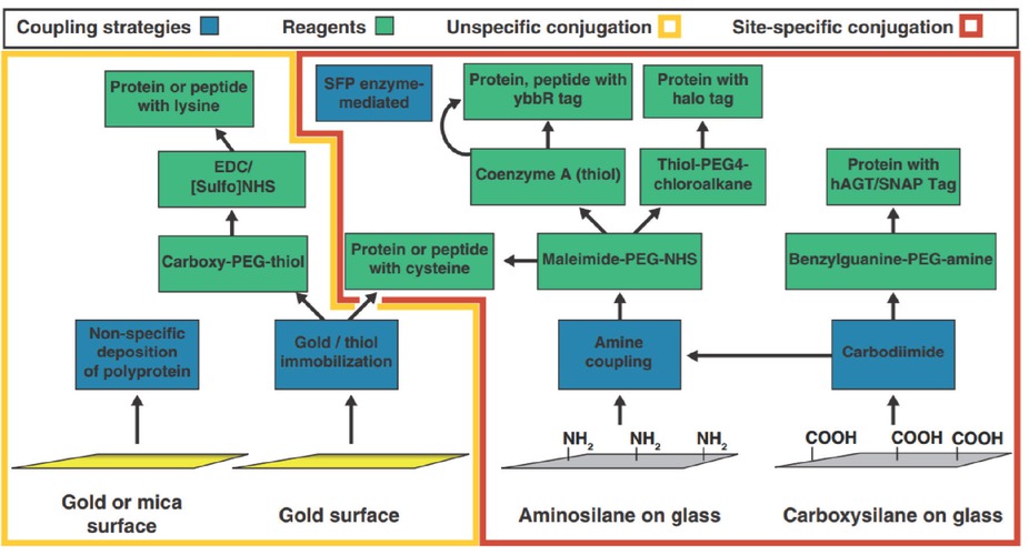 Figure 2 Typical surface chemistry and bioconjugation methods for the preparation of materials interfaces towards SMFS study. Reprinted image with permission from Ref. [36], Copyright 2017, Elsevier BV.