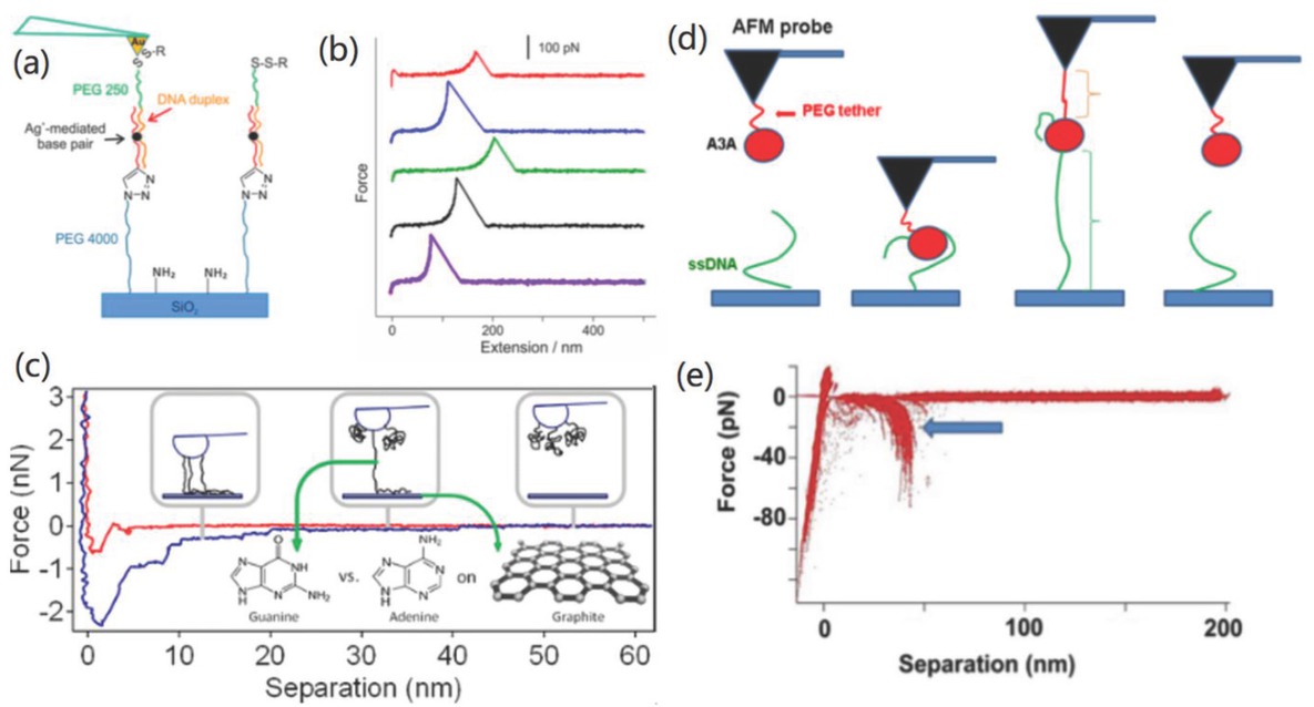 Figure 4 SMFS studying the interactions between DNA molecules and materials interfaces: (a,b) ssDNA-ssDNA duplex formation. (a) tip functionalization and materials interface preparation. (b) typical force-distance curves. Reprinted images with permission from Ref. [66], Copyright 2015. American Chemical Society. (c) interaction between ssDNA oligomers and graphite surface. Reprinted image with permission from Ref. [40], Copyright 2012. American Chemical Society. (d,e) interactions between A3A enzyme and ssDNA. (d) detection mechanism and (e) typical force-distance curves. Reprinted images with permission from Ref. [70], Copyright 2016. American Chemical Society.