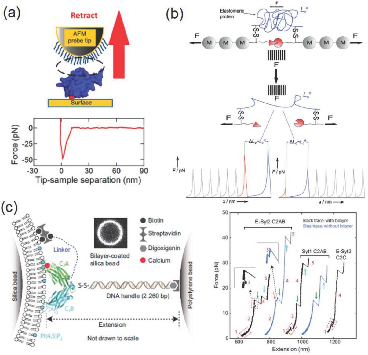 Figure 5 SMFS studying of protein/peptide-materials interactions: (a) Protein-ligand interaction. Reprinted image with permission from Ref. [74], Copyright 2017. American Chemical Society. (b) Protein-protein interaction. Reprinted image with permission from Ref. [75], Copyright 2016. Wiley VCH. (c) Protein-membrane interactions. Reprinted image with permission from Ref. [77], Copyright Ma et al.