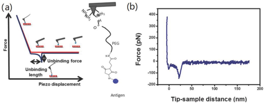 Figure 6 Antibody-antigen interactions measured by SMFS: (a) tip approaching and retracting models, and (b) typical force-distance curve. Reprinted image with permission from Ref. [83], Copyright 2015. American Chemical Society.