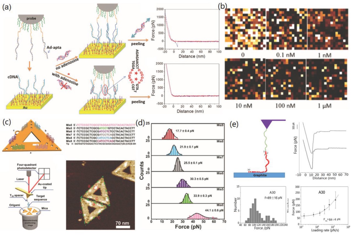 Figure 7 SMFS quantified biomolecule-material interaction for potential applications: (a,b) SMFS-based force mapping for color-variable biosensors with (a) sensing mechanism and (b) force maps with different analyte concentrations. Reprinted images with permission from Ref. [94], Copyright 2018. Royal Society of Chemistry. (c,d) Detection of DNA mismatch: (c) detection mechanism, DNA sequence, and self-assembled DNA nanostructure. (d) distribution of force with various DNA mismatches. Reprinted images with permission from Ref. [95], Copyright 2019. Royal Society of Chemistry. (e) SMFS-based experimental measurement of binding free energy of biomolecules and materials interfaces. Reprinted image with permission from Ref. [44], Copyright 2017. American Chemical Society.