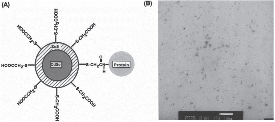 Figure 3 (a) Schematic diagram of CdSe QD capped by ZnS covalently coupled with thioglycolic acid and protein. (b) TEM of QD-transferin (an iron transport protein) conjugates. Reprinted image with permission from Ref. [34], Copyright 1998, Science.