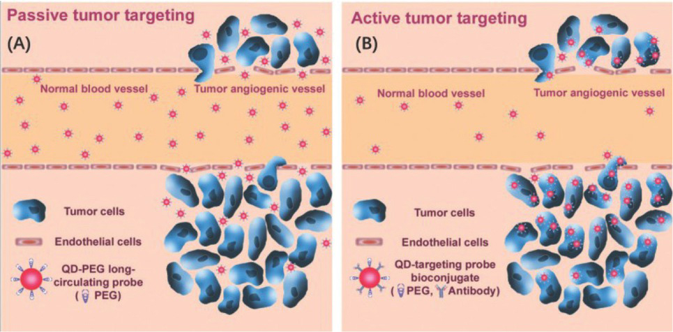 Figure 6 (a) Passive targeted imaging of quantum dots; (b) active targeted imaging of quantum dots . Reprinted image with permission from Ref. [28], Copyright 2004, Springer Nature.