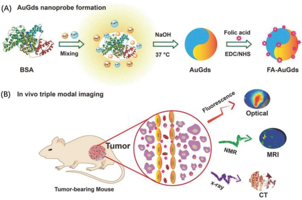 Figure 7 (a) Schematic diagram of Au Gds preparation; (b) Au Gds for trimodal tumor imaging. Reprinted image with permission from Ref. [80], Copyright 2011, WILEY-VCH Verlag GmbH & Co.
